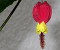 Abutilon Megopotamicum